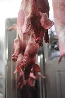 Lanes: Pigs suspended by their posteriors after bleeding Rodez