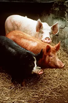 Ginger: PIGS - Three, Duroc (white), Tamworth (ginger)