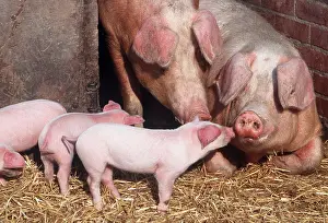 Piglet: PIGS - x two adults with piglets in sty