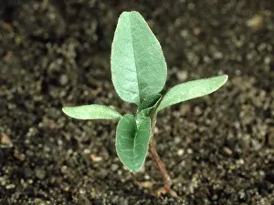 Cotyledon: Pigweed or Amaranth