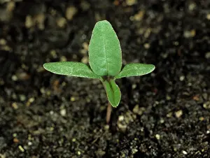 Cotyledon: Pigweed Seedling