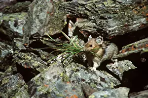 Pika: PIKA - carrying winter food