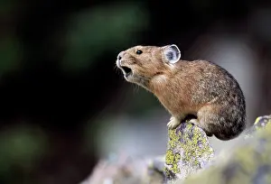 Cony: PIKA / Cony - calling to declare territory