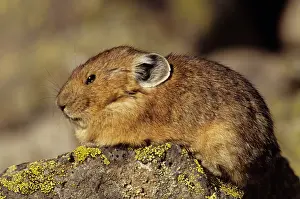 Cony: Pika / Cony - Colorado