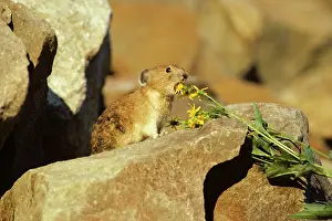 Cony: Pika / Cony - about to eat groundsel flower