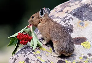 Cony: PIKA / Cony - Gathers food