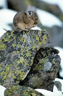 Cony: PIKA / Cony - huddled on rock