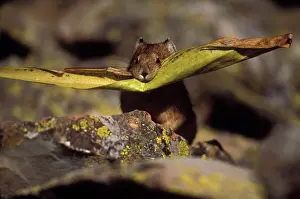 Piles: Pika / Cony - Leaf in mouth, storing vegetation