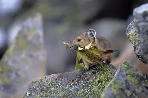 Cony: Pika / Cony - With leaves in mouth