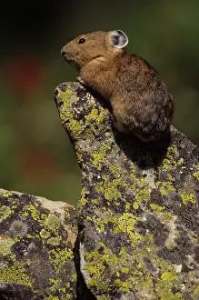 Cony: Pika / Cony - On rock