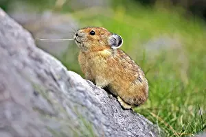 Cony: Pika / Cony standing on boulder feeding on dry grass