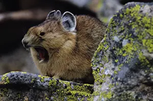 Cony: Pika / Cony - Yawning