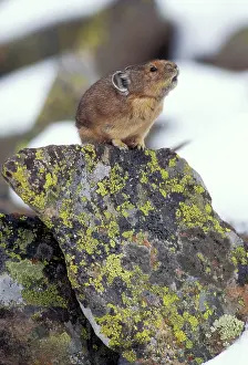 Cony: PIKA / 'ConyI - calling to declare itIs territory