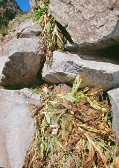 Princeps: Pika - With haypile