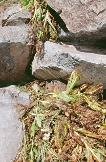 Princeps: Pika - With haypile