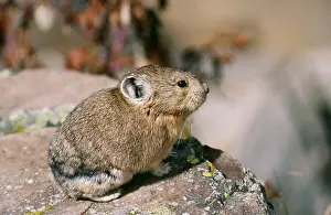 Princeps: PIKA