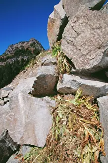 Princeps: PIKA - on pile of plants collected for winter food