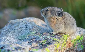 Pika: Pika portrait in late light, Colorado, USA
