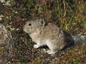 Pika: Pika sitzt auf dem Bodenn OLYMPUS DIGITAL CAMERA