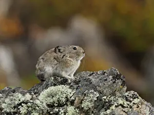 Pika: Pika sitzt auf einem Felsen OLYMPUS DIGITAL CAMERA