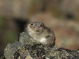 Pika: Pika sitzt auf einem Felsen OLYMPUS DIGITAL CAMERA