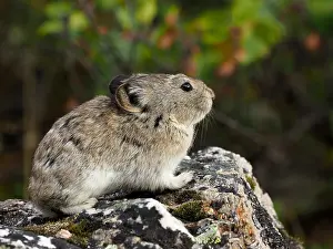 Pika: Pika sitzt auf einem Felsen Pika sitzt auf einem