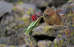 Cony: Pika - storing vegetation to be used as food in winter