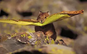 Princeps: Pika - storing vegetation to be used as food in winter