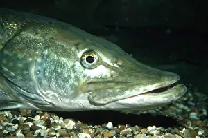 Pike: PIKE