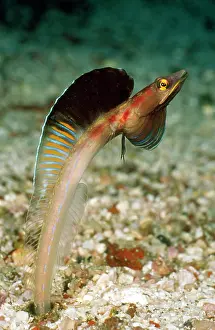 Douglas David Seifert: Pike Blenny