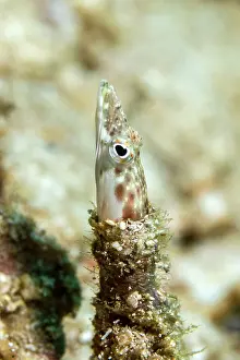 Lea Lee: Pike Blenny
