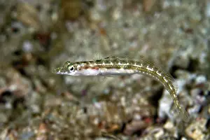 Lea Lee: Pike Blenny