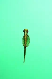 Franche: Pike (Esox lucius), 2-day-old fry, hatchery, Philippe