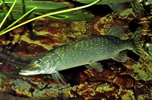 Esox: Pike