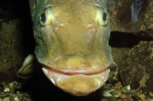 Esox: Pike - freshwater