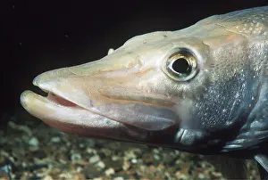 Pike: PIKE - HEAD