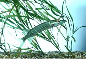 Aquariums: PIKE - juvenile