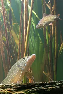 Esox: Pike - in reeds watching prey