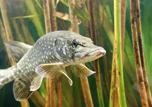 Esox: Pike - front view in reeds