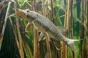 Esox: Pike - side view in reeds