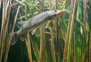 Esox: Pike - side view in reeds
