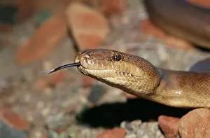 Scenting: Pilbara Olive PYTHON - close-up, with tongue out