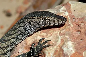 Monitors: Pilbara Rock Monitor - sunning
