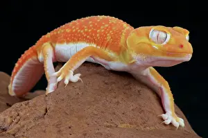 Mutation: Pilbara smooth knob-tailed gecko (Nephrurus levis