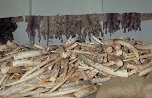 Skins: Pile of Elephant tusks and big cat skins