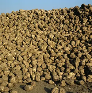 Beet: Pile of harvested sugar beets