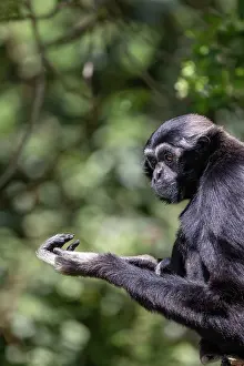 Adulte: PILEATED GIBBON