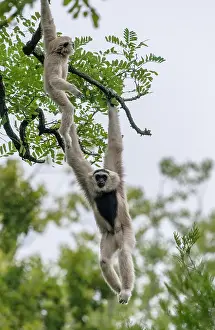 Bonnet: Pileated gibbon, Hylobates pileatus, in tree at
