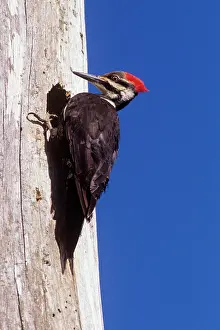 Pileatus: Pileated Woodpecker