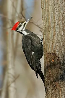 Pileatus: Pileated Woodpecker